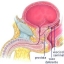 Urologia Andrologia